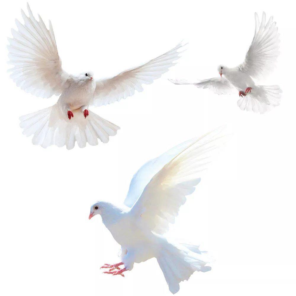 Peace Dove Wall Stickers for L – Home Bathroom Gadgets recenzja i cena