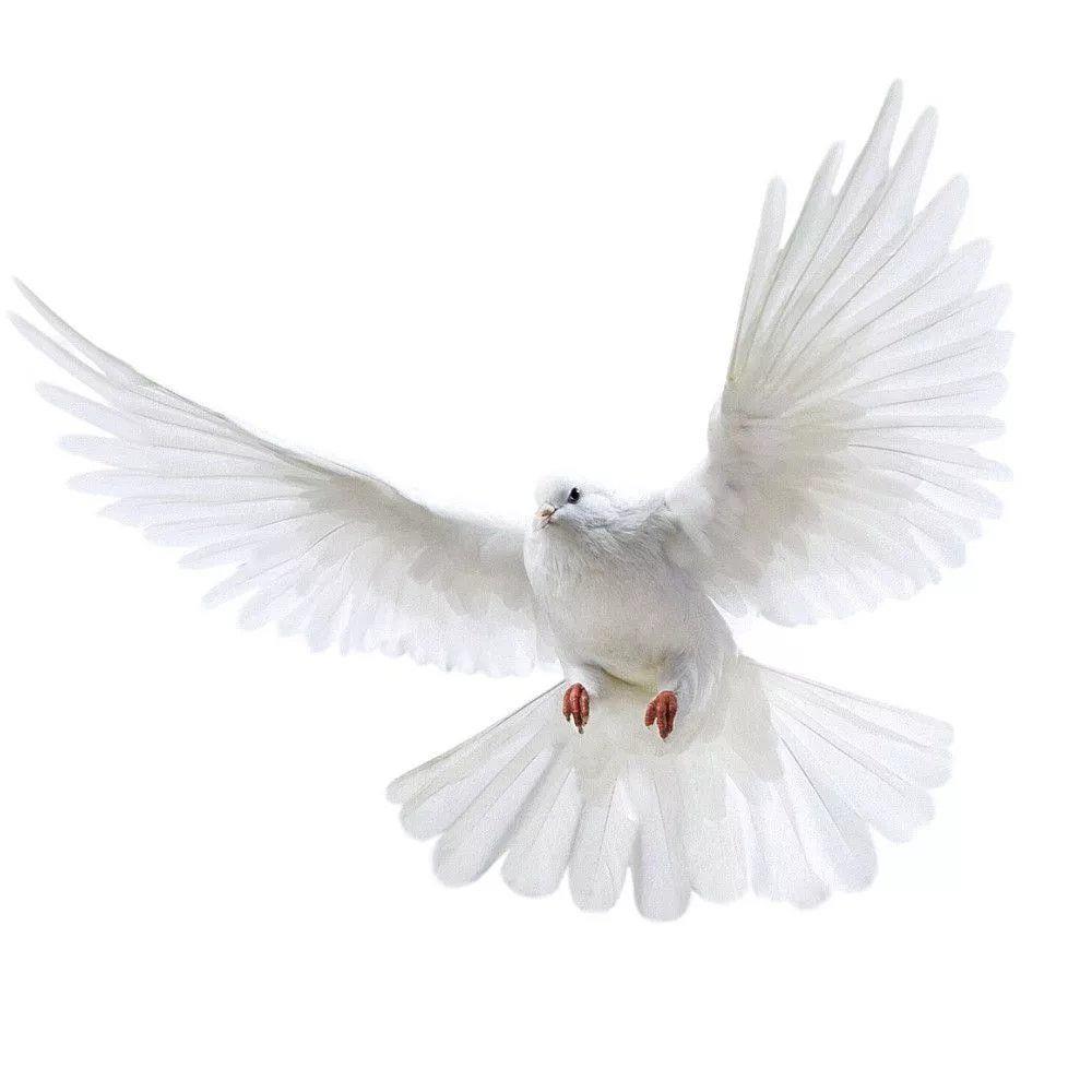 Peace Dove Wall Stickers for L – Home Bathroom Gadgets recenzja i cena