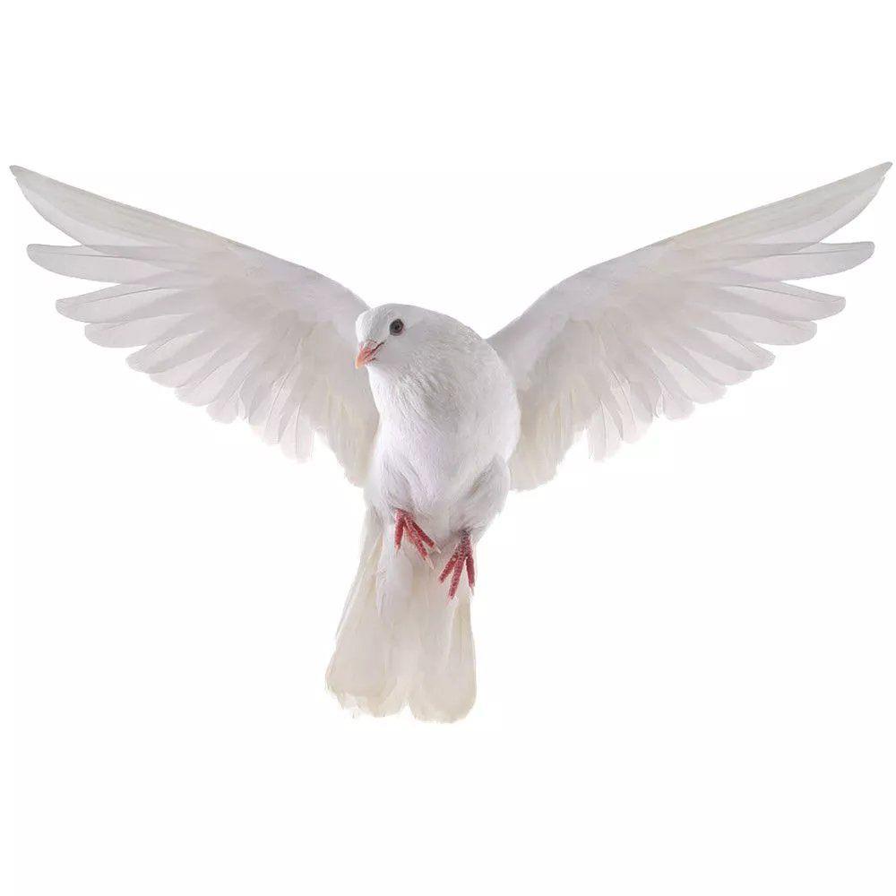 Peace Dove Wall Stickers for L – Home Bathroom Gadgets recenzja i cena